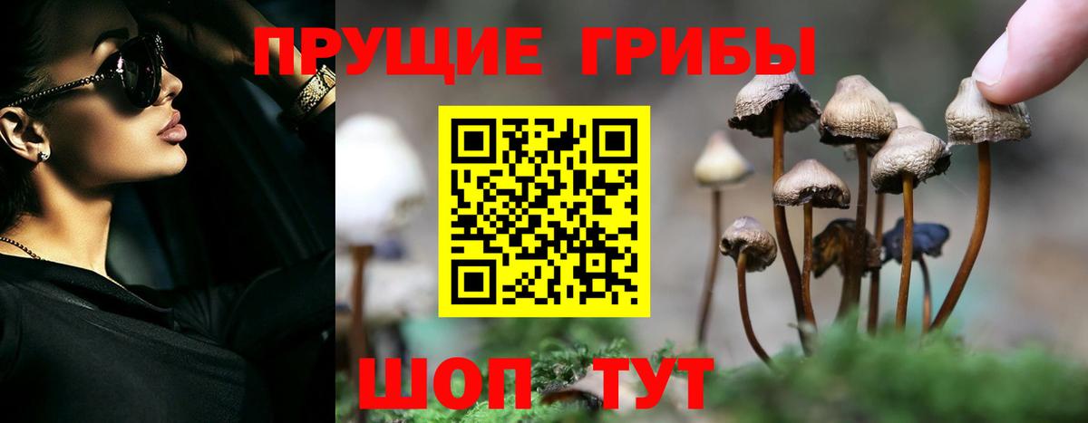 магазин продажи   Галлюциногенные грибы MAGIC MUSHROOMS  Вход с VPN  Карачаевск 